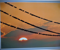  (photo)