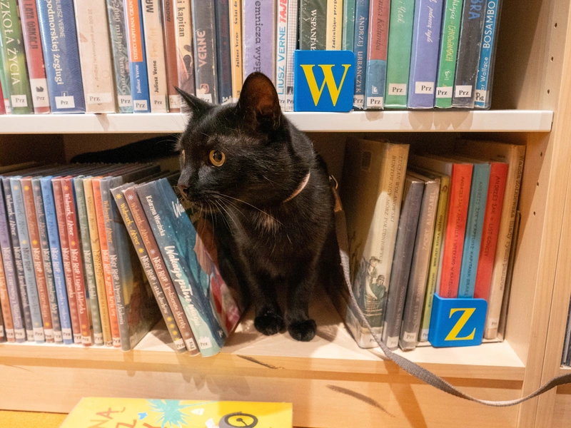 Kocia szajka przejmuje Bibliotekę!